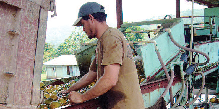 farmworker loading food onto conveyor belt