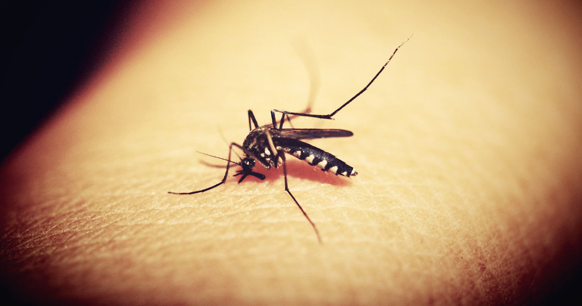 mosquito-season-zika-dengue-chikungunya