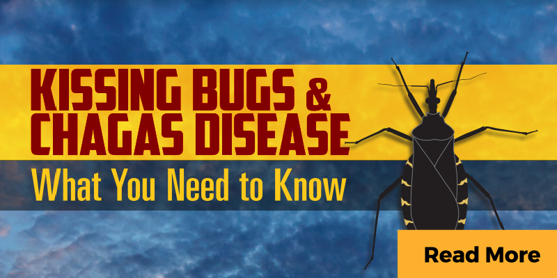 Warning about kissing bugs