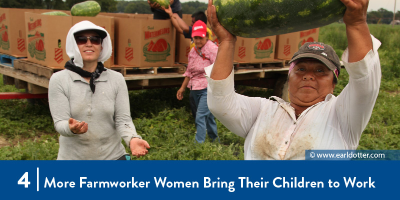 Farmworker women harvesting watermelons