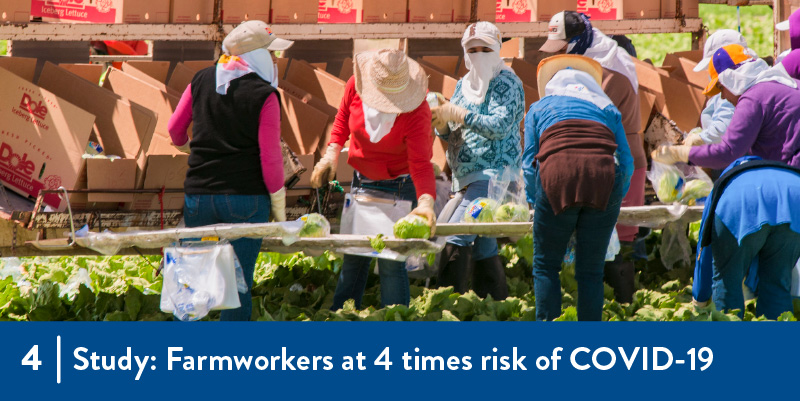 4 - Study Farmworkers at 4 times risk of COVID-19 Farmworkers in the field