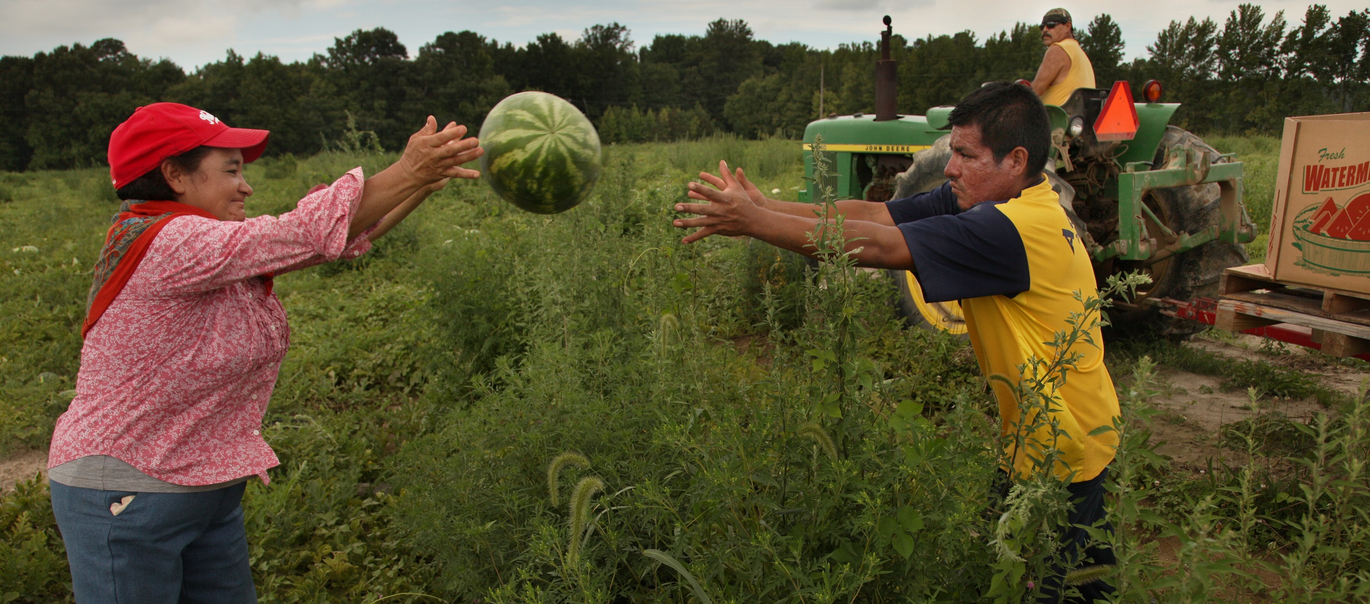 Farmworkers in Denton, MD toss watermelons across rows to fill bins pulled by a tractor