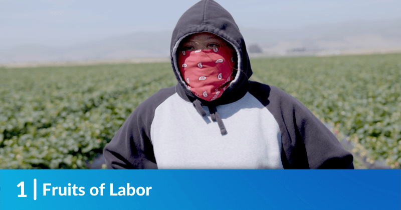 A farmworker in the field