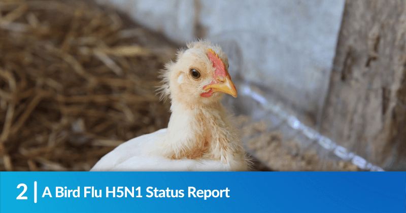 A Bird Flu H5N1 Status Report