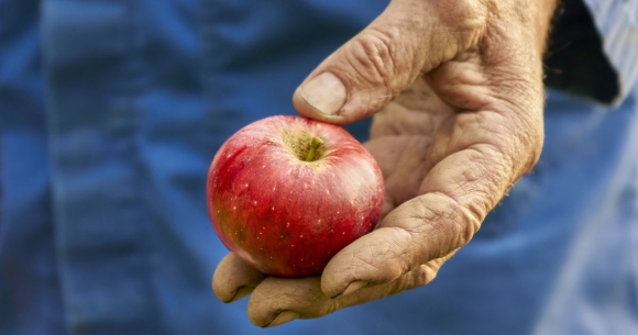 Farmworker's hand holding apple