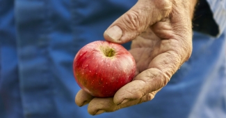 Farmworker's hand holding apple