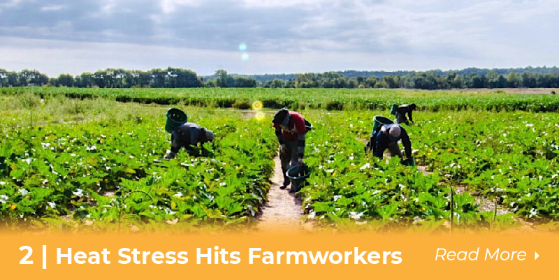 Heat Stress farmworkers