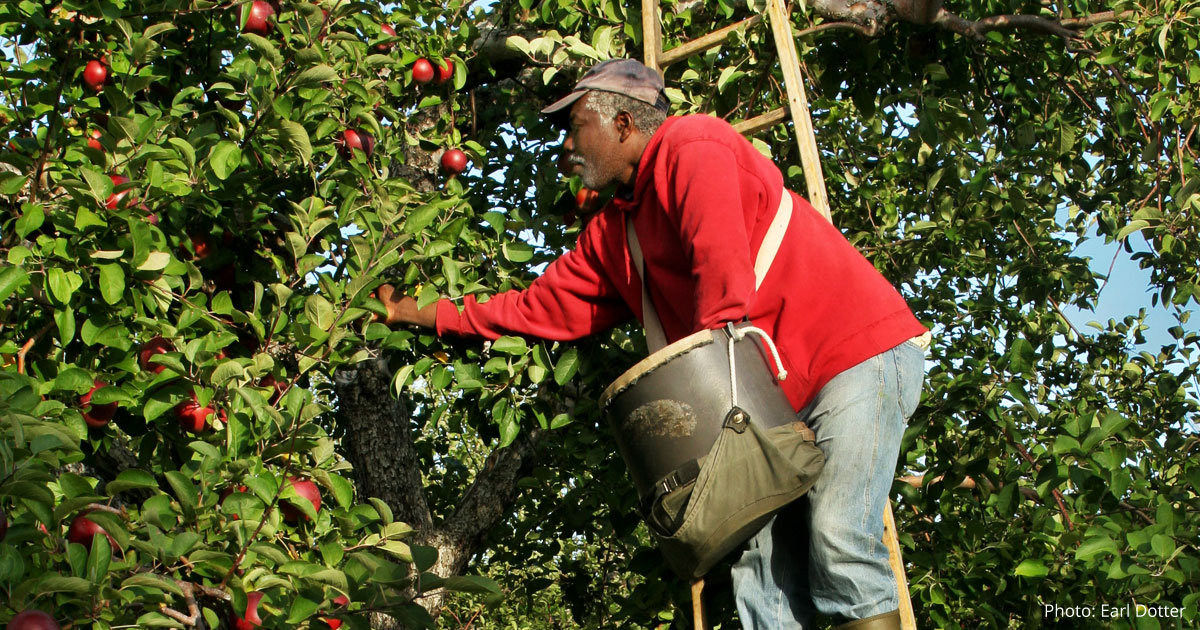mcn farmworker picking apples