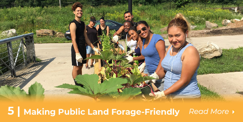5 public land forage friendly