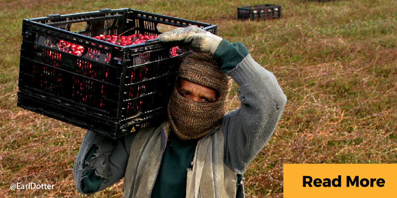 Farmworker carrying cranberries