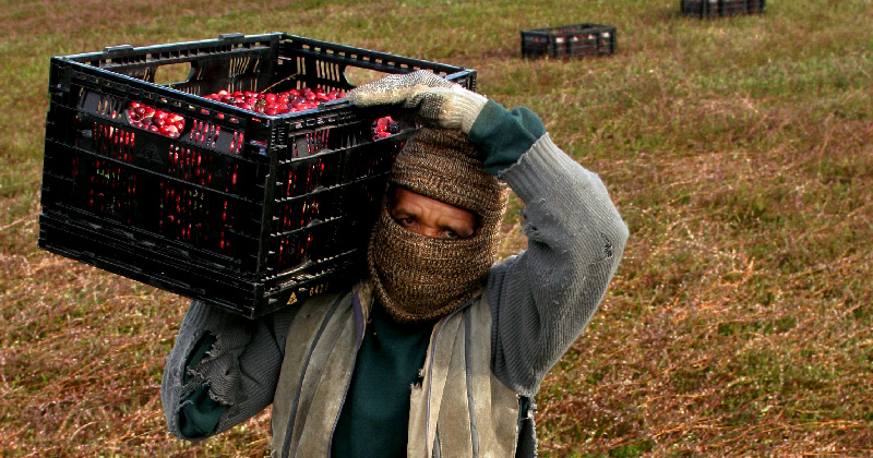 A farmworker carrying cranberries