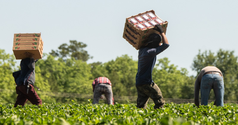 Farmworkers in the field harvesting produce