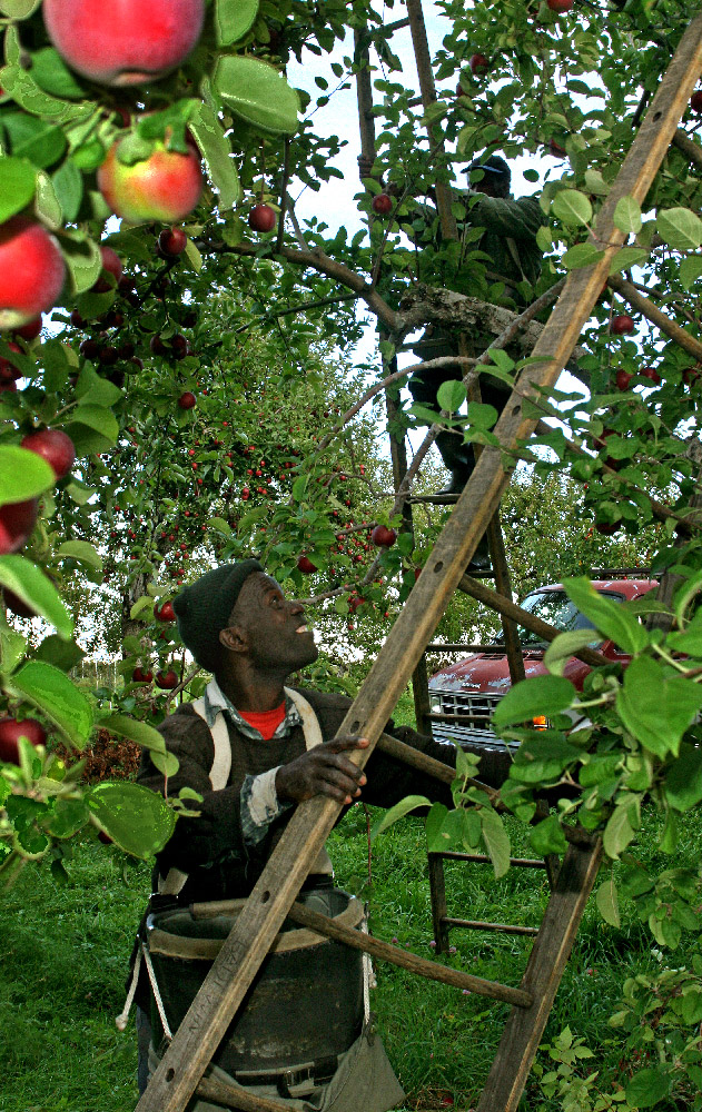 farmworkers gather apples