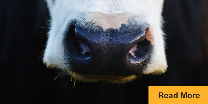 close up of cows nose