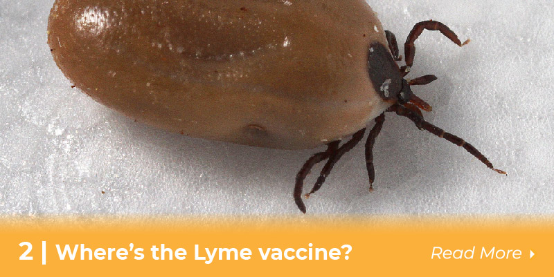 Lyme disease Vaccine