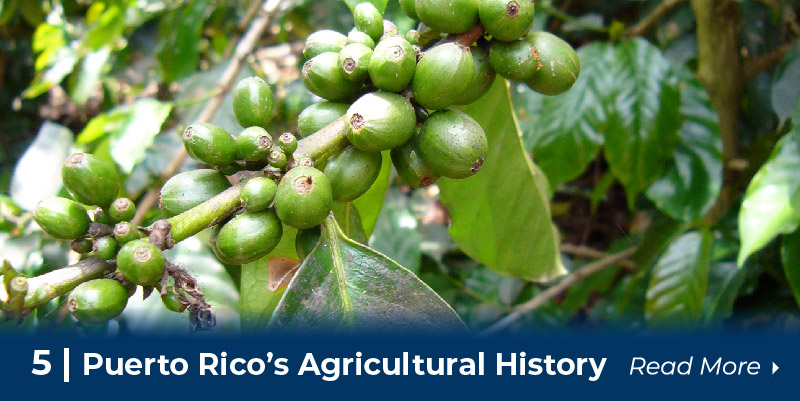 coffee beans grown in Puerto Rico