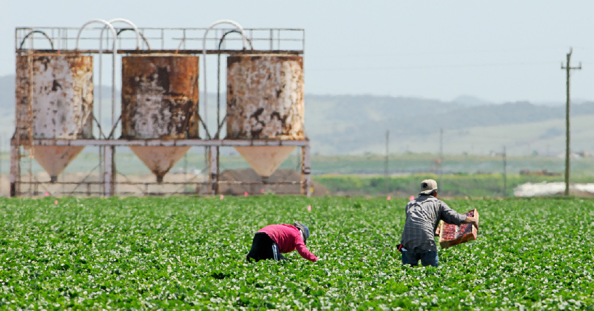 Farmworkers work on a sunny day