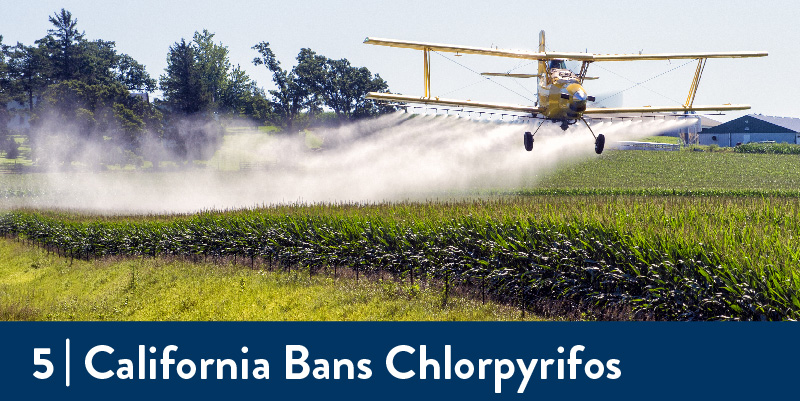 A plane sprays pesticide on a field