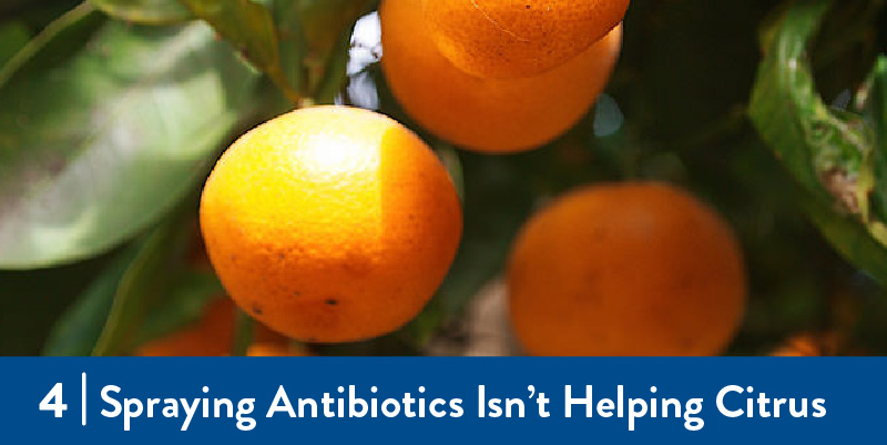 4 Spraying Antibiotics Isn't Helping Citrus