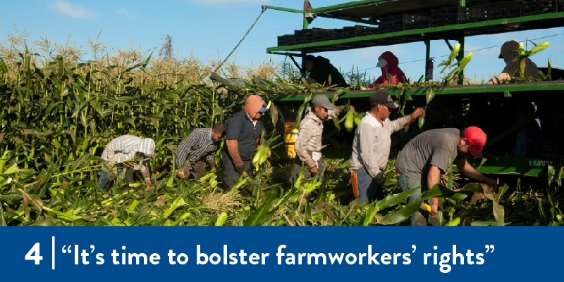 Farmworkers collect corn in field