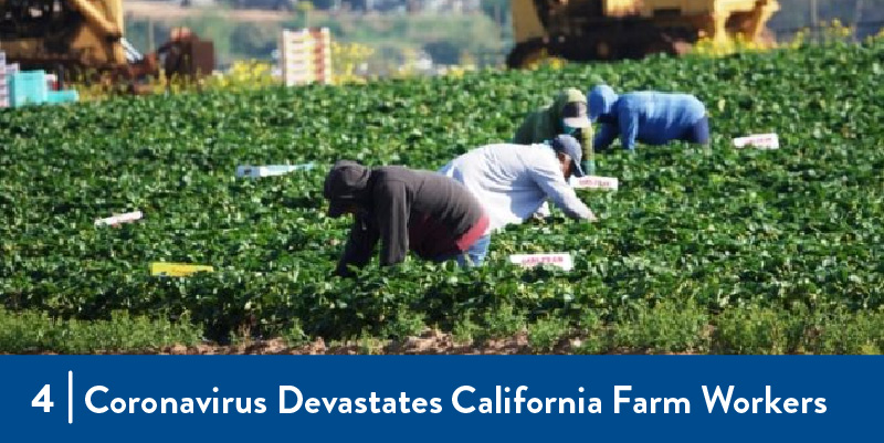 Farmworkers harvesting in the field
