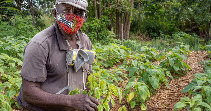 A farmworker in a facemask in the field
