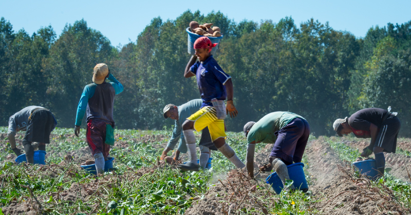 Farmworkers harvesting in the field