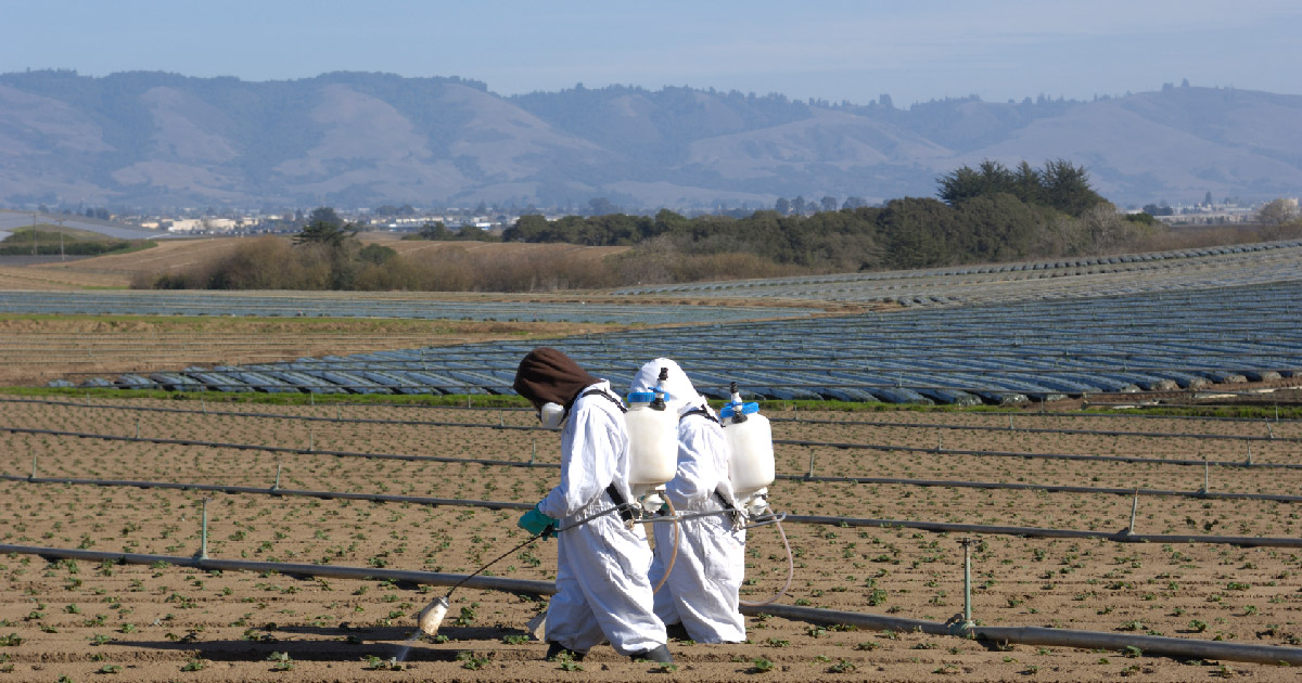 Workers spraying fields