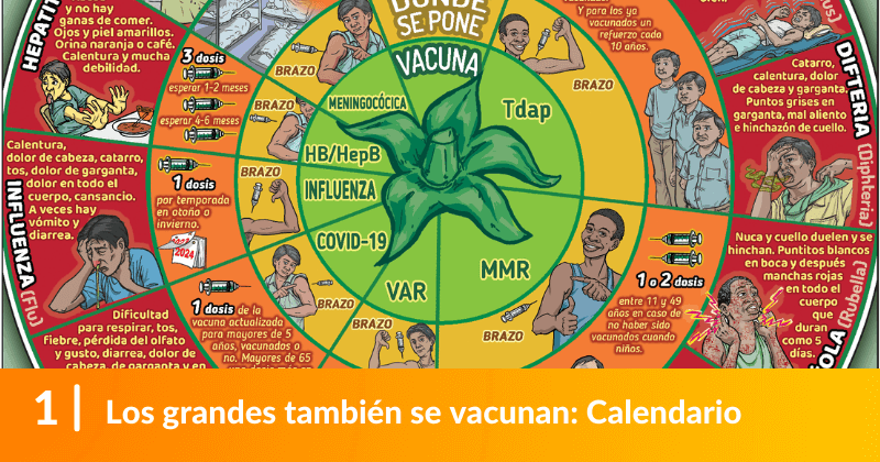 Los grandes también se vacunan: Calendario.