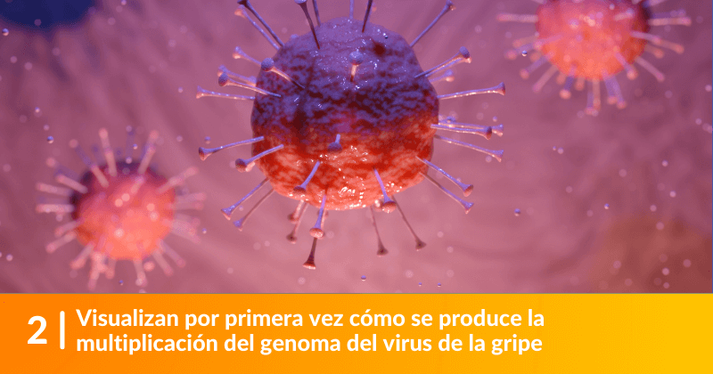 Visualizan por primera vez cómo se produce la multiplicación del genoma del virus de la gripe.