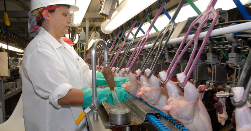 A worker processing poultry