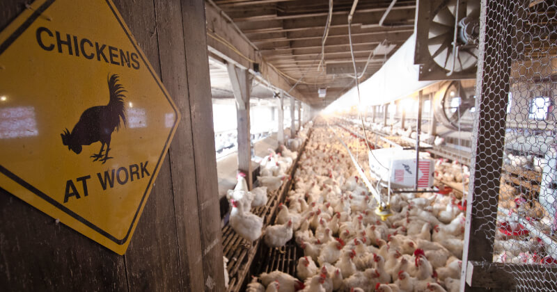 A facility housing chicken for processing