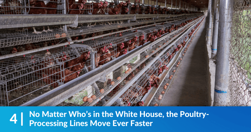 Chickens lined up at a poultry farm. Heading reads, "No Matter Who’s in the White House, the Poultry-Processing Lines Move Ever Faster".