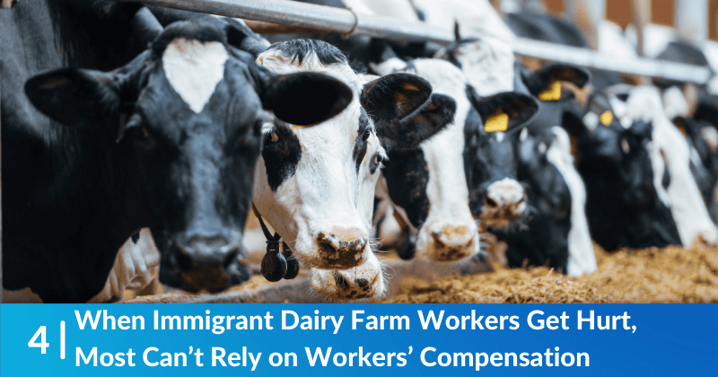 When Immigrant Dairy Farm Workers Get Hurt, Most Can’t Rely on Workers’ Compensation