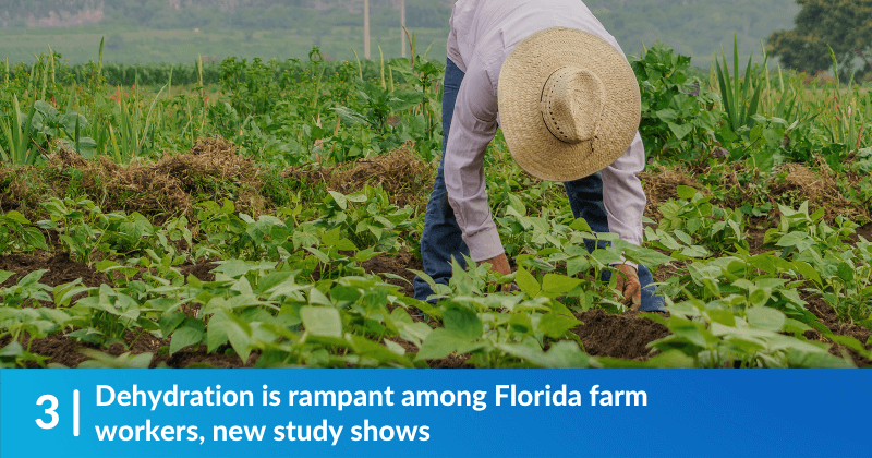 Dehydration is rampant among Florida farm workers, new study shows