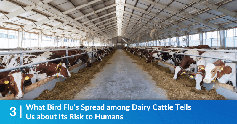 What Bird Flu's Spread among Dairy Cattle Tells Us about Its Risk to Humans