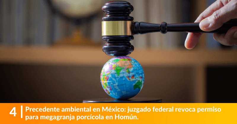 Precedente ambiental en México: juzgado federal revoca permiso para megagranja porcícola en Homún.