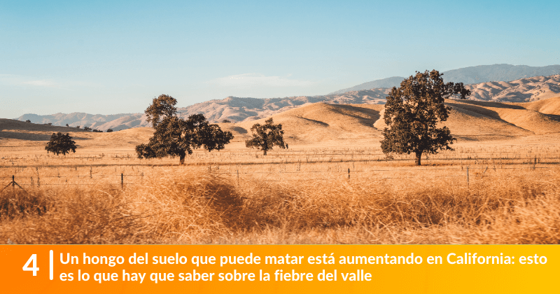 Un hongo del suelo que puede matar está aumentando en California: esto es lo que hay que saber sobre la fiebre del valle