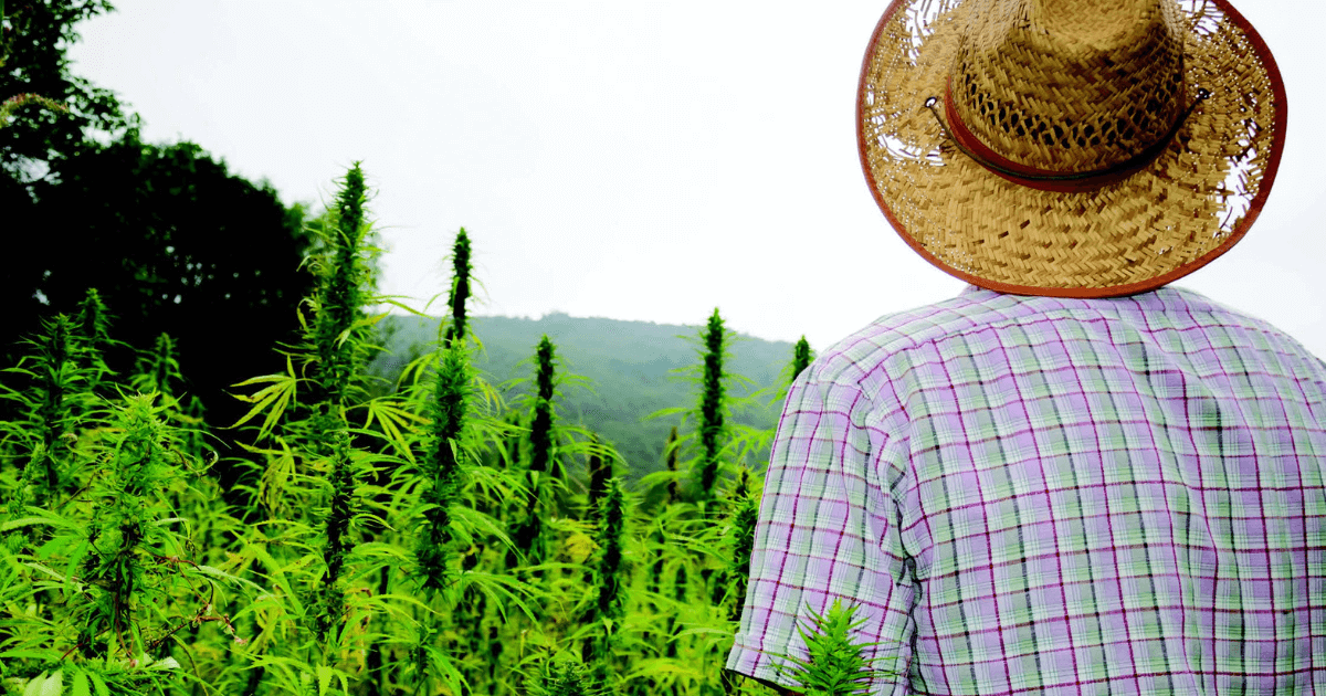 The Myriad Health & Safety Risks for Cannabis Workers