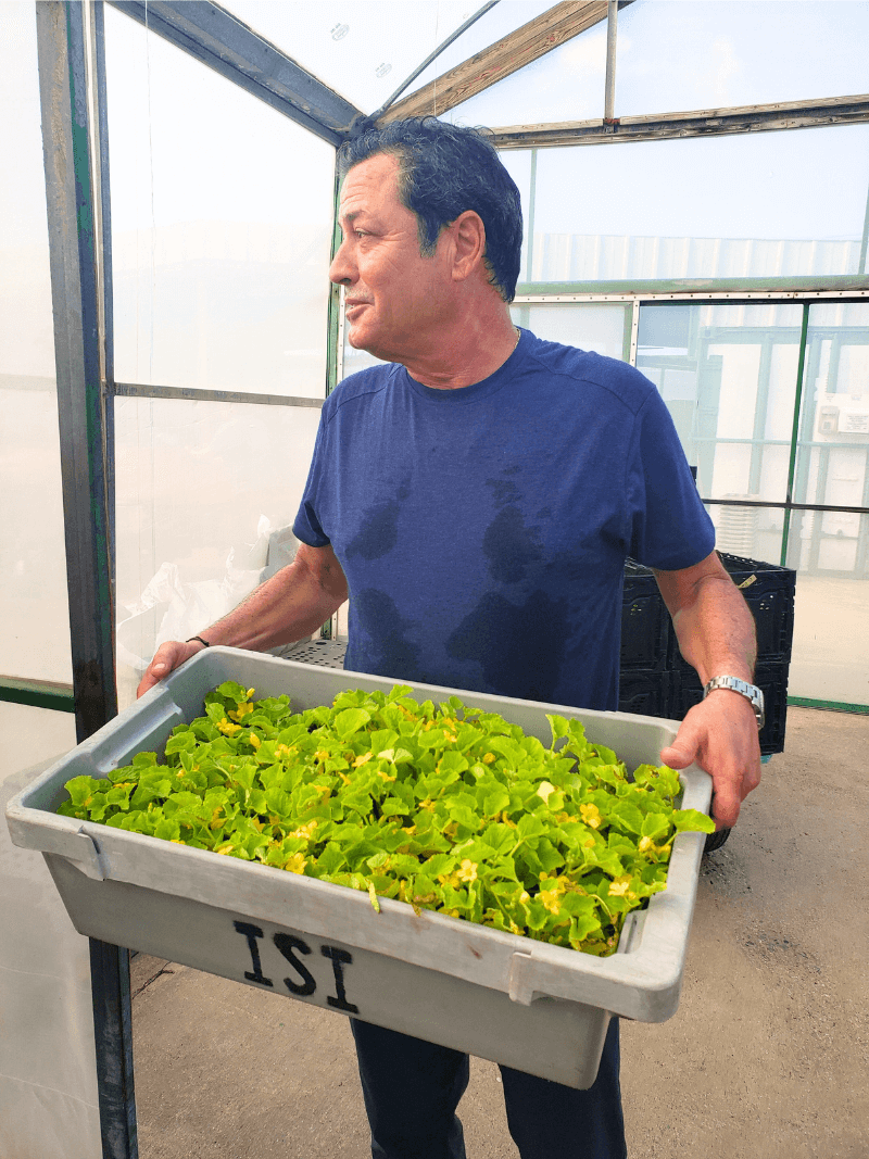 A farmer in Puerto Rico holding plants