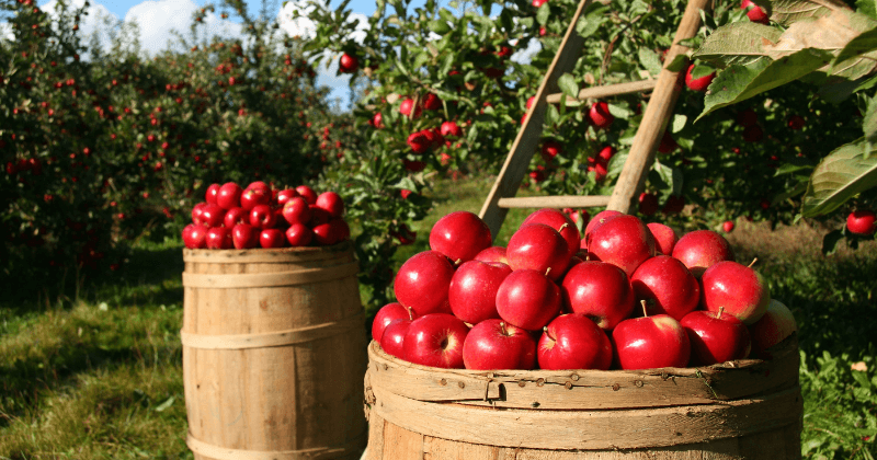 An orchard of apples