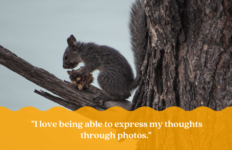 A photo of a squirrel