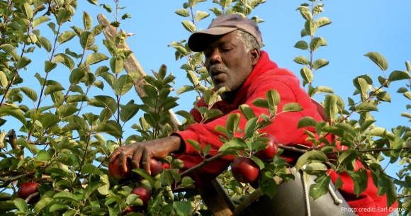farmworker picking apples