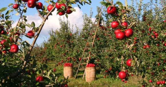 Apple tree orchard without farm worker