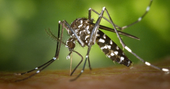 A mosquito feeding