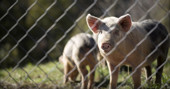 Pigs behind fence