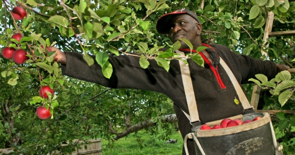 Farmworker harvests apples