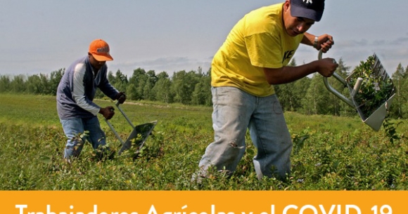 Farmworkers harvesting blueberries