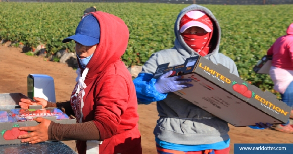 Farmworkers wearing protective gear while working
