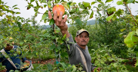 Farmworkers harvest in orchard